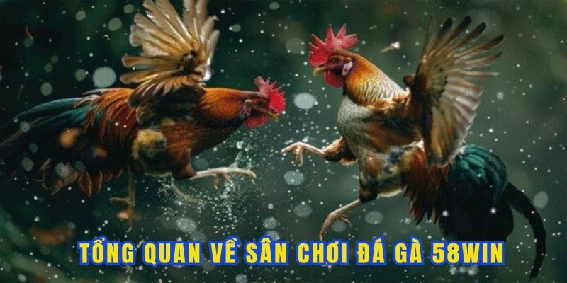 Cách truy cập và đăng ký tham gia chơi đá gà trên 58win