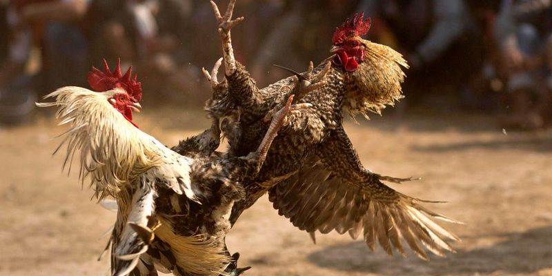 Tìm hiểu các chiến lược đá gà 58Win được sư kê sử dụng hiện nay